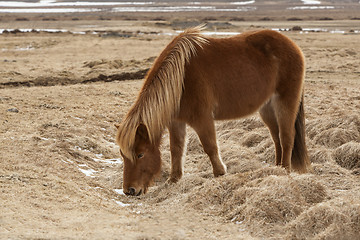 Image showing Brown Icelandic horse on a meadow