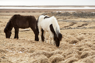 Image showing Two Icelandic horses on a meadow