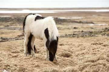 Image showing Portrait of a black and white Icelandic horse 