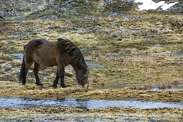 Image showing Wild Icelandic horse in spring
