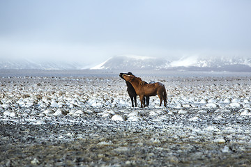 Image showing Two Icelandic horses in winter landscape