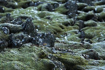 Image showing Closeup of resistant moss on volcanic rocks in Iceland