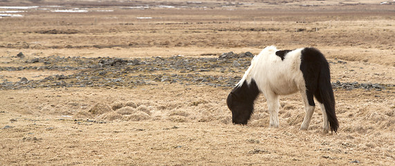 Image showing Portrait of a black and white Icelandic pony