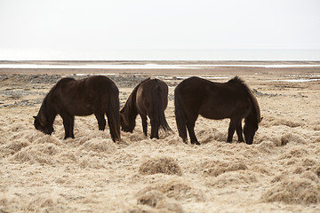Image showing Three Icelandic horses on a meadow