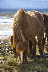 Image showing Brown Icelandic horse eats grass