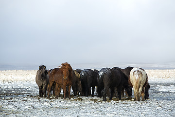 Image showing Herd of Icelandic horses after snow storm