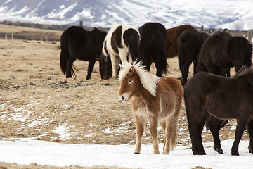 Image showing Herd of Icelandic horses in snowy mountain landscape