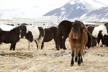 Image showing Herd of Icelandic horses