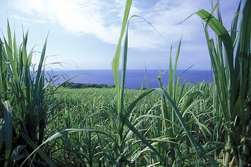 Image showing AFRICA FRANCE LA REUNION