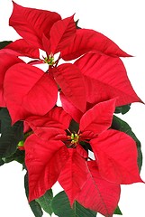 Image showing Poinsettia