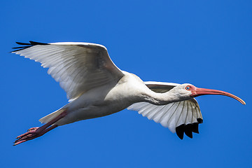 Image showing american white ibis, eudocimus albus