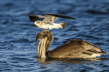 Image showing brown pelican, pelecanus occidentalis