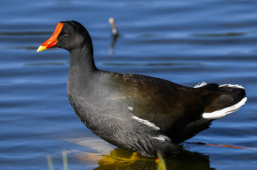 Image showing common moorhen,  gallinula chloropus