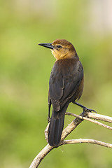 Image showing boat-tailed grackle,  quiscalus major