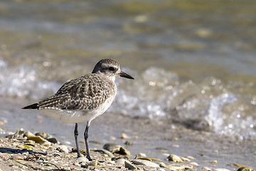 Image showing sanderling, calidris alba