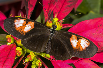 Image showing heliconius melpomene plesseni