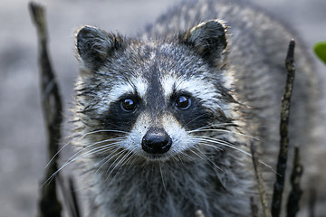 Image showing procyon lotor, raccoon