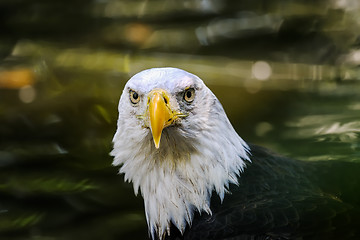 Image showing bald eagle, haliaeetus leucocephalus