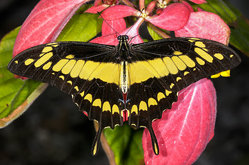 Image showing thoas swallowtail,  papilio thoas