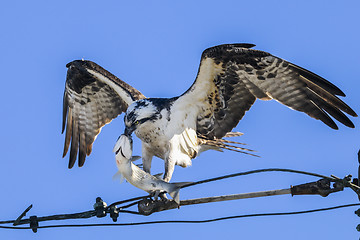 Image showing osprey, pandion haliaetus