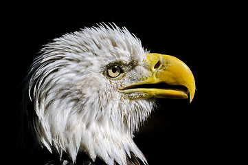 Image showing bald eagle, haliaeetus leucocephalus