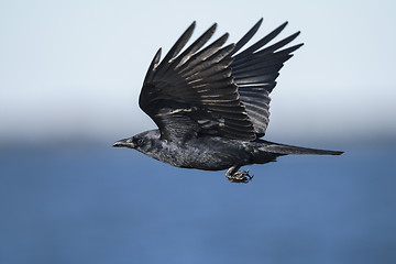 Image showing american crow, corvus brachyrhynchos