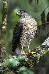 Image showing coopers hawk, accipiter cooperii