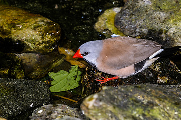 Image showing poephila acuticauda, shaftail finches