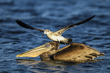 Image showing brown pelican, pelecanus occidentalis