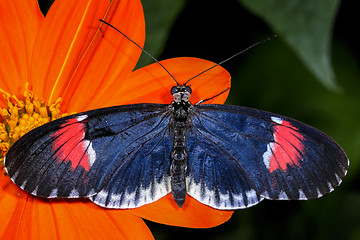 Image showing red postman, heliconius erato