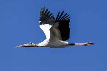 Image showing wood stork, mycteria americana