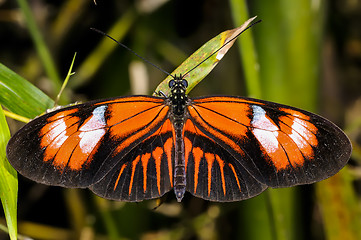 Image showing postman, heliconius melpomene madiera