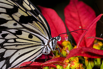 Image showing  Idea leuconoe, rice paper