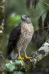 Image showing coopers hawk, accipiter cooperii