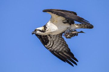 Image showing osprey, pandion haliaetus