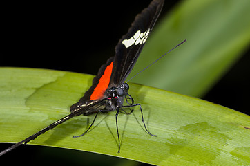 Image showing mexican longwing,  heliconius hortense 