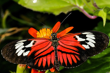 Image showing postman, heliconius melpomene madiera