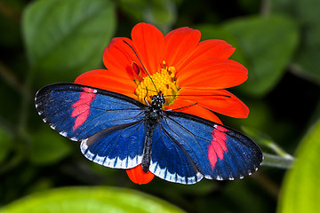 Image showing red postman, heliconius erato