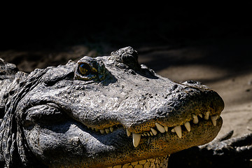 Image showing alligator mississippiensis, american alligator