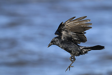Image showing american crow, corvus brachyrhynchos