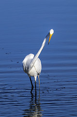 Image showing ardea alba, great egret