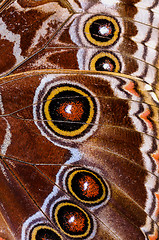 Image showing common blue morpho, morpho peleides