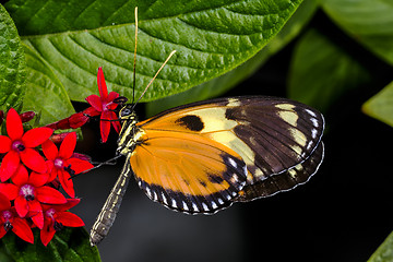 Image showing hecales longwing,  heliconius hecale