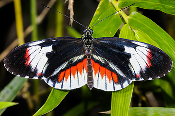 Image showing piano key, heliconius melpomene