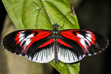 Image showing piano key, heliconius melpomene