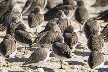 Image showing sanderling, calidris alba