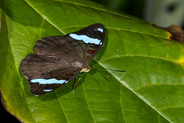 Image showing blue-banded shoemaker, nessaea aglaura