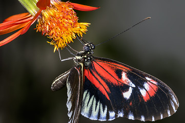 Image showing piano key, heliconius melpomene