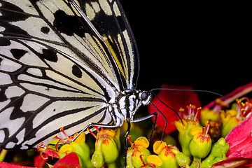 Image showing  Idea leuconoe, rice paper