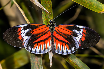 Image showing piano key, heliconius melpomene